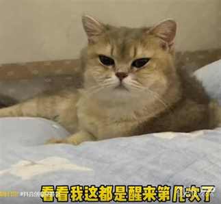 小猫摆烂文学文案大全一览