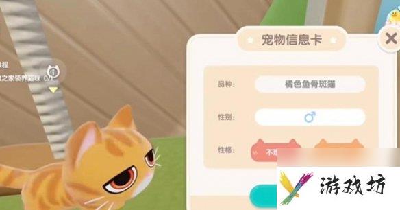 心动小镇养猫攻略